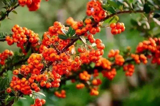 现在冬天露脚踝的怎么少了,以前冬天露脚脖现在怎么样了