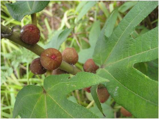 最具有珍稀药用价值的树,山上野生名贵的树