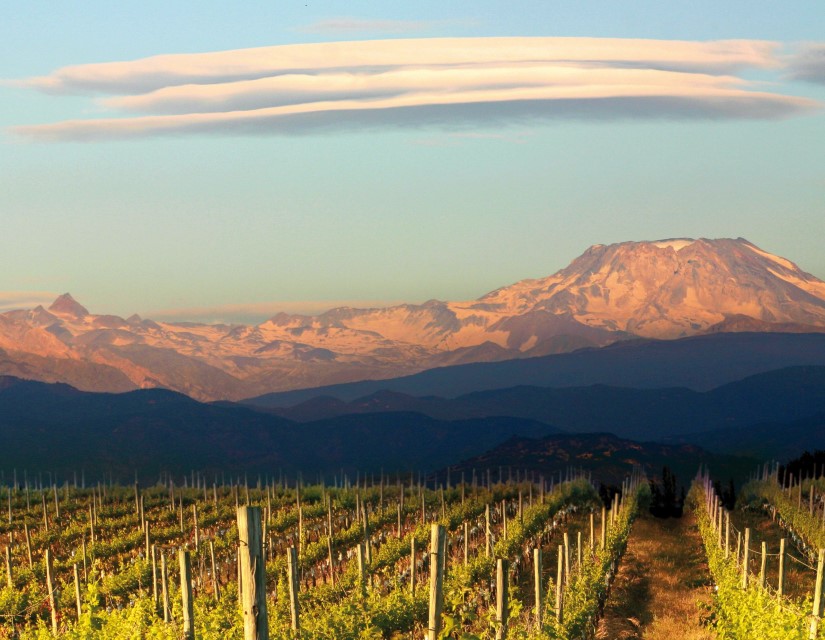 最具性价比的五款酒,100元左右公认十款性价比高的酒