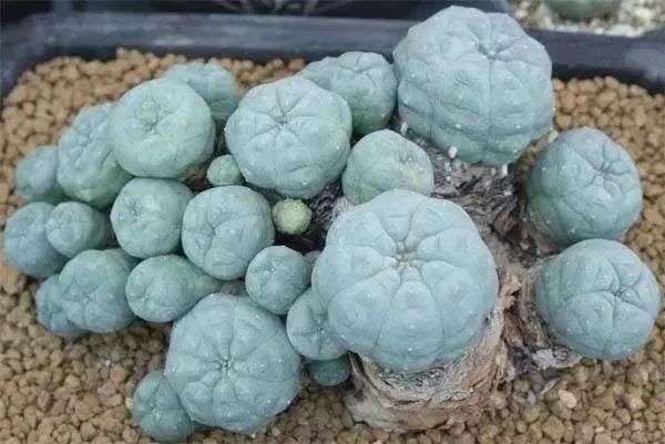 保健品骗局专骗老年人触犯什么法,保健品骗局专骗老年人被抓