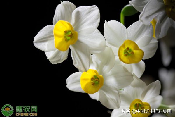 水仙花开败后怎么处理明年还能开,水养雕刻过水仙花开败后怎么办呢