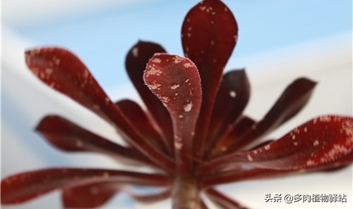 多肉长白色小虫子怎样去除,多肉燕子掌长白色虫子