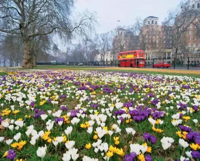 藏红花风水上在家里养好吗,藏红花生长习性