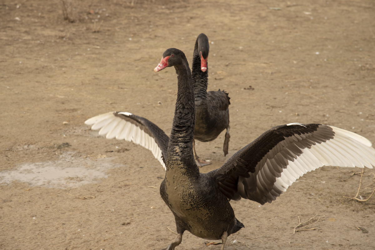 洋湖国家湿地公园,洋沙湖国家湿地公园马鞭草
