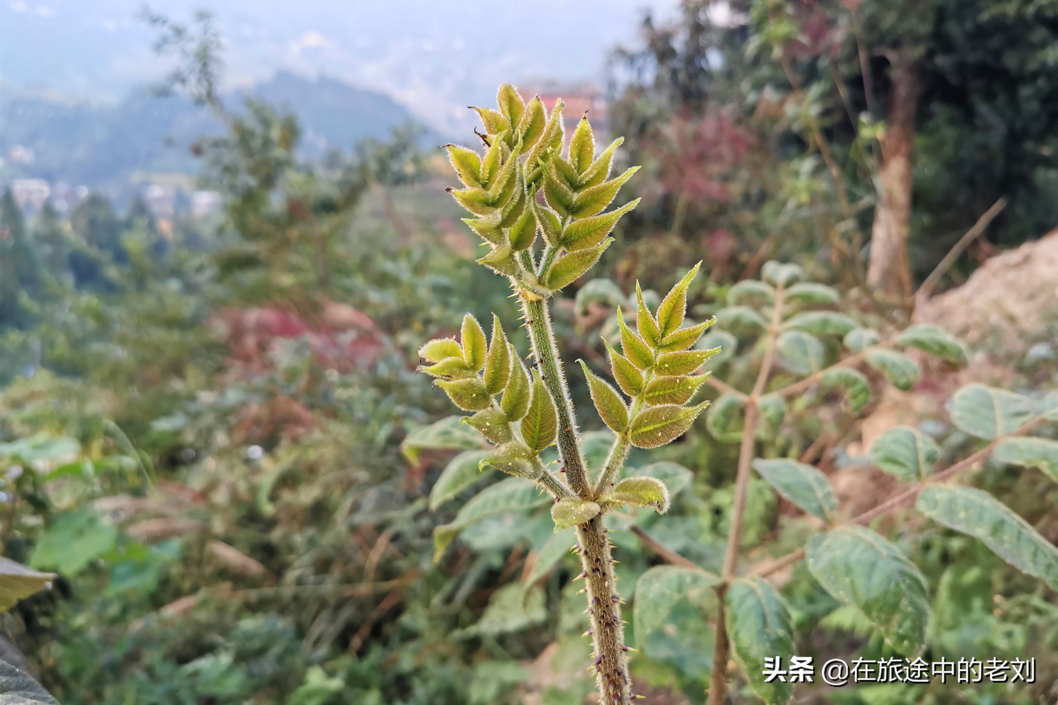 远赴龙脊大寨梯田，追逐今年最后的金黄——桂林七天游1