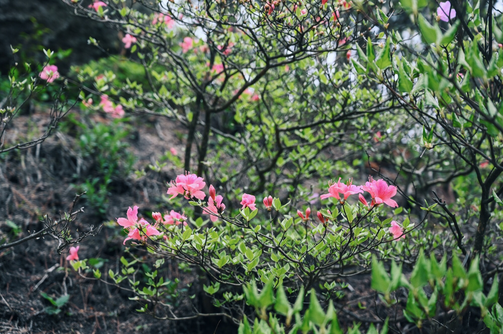 安徽最大的人工湖黄山太平湖,安徽人工湖