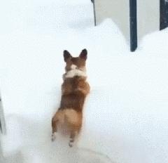 基基复唧唧，柯基战斗机，使出必杀技，底盘更贴地！