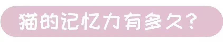 猫咪跑出去了自己知道回家吗,为什么猫咪离家回来后就很老实
