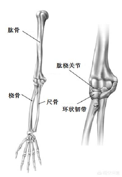 胳膊容易掉环是怎么回事,大人胳膊掉环了怎么办