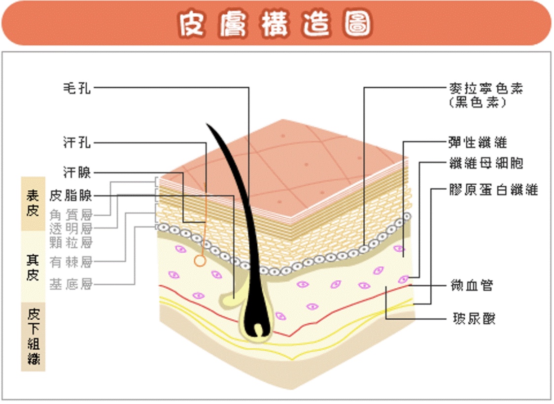 屏障受损精简护肤就是只涂霜吗,屏障受损修复护肤流程步骤视频