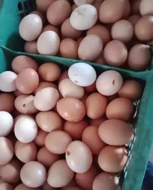 蛋鸡输卵管出现干酪物怎么回事,蛋鸡得流感好以后畸形蛋怎么办