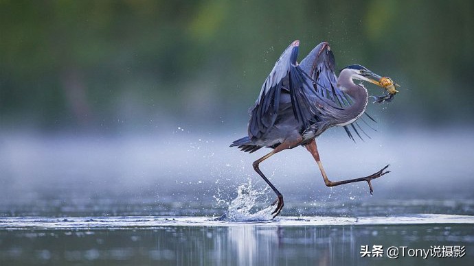 鸟类的拍摄技巧,鸟类摄影要掌握这些技巧知识