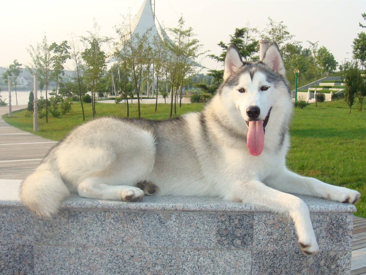 宠物狗为什么学狼叫呢,狗狗经常学狼叫是什么原因