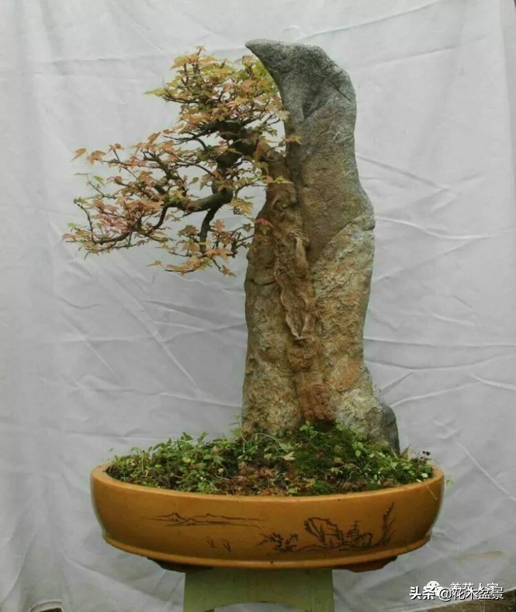 让你从厨艺小白变大神的100道菜,教你如何从一个小白变成大神