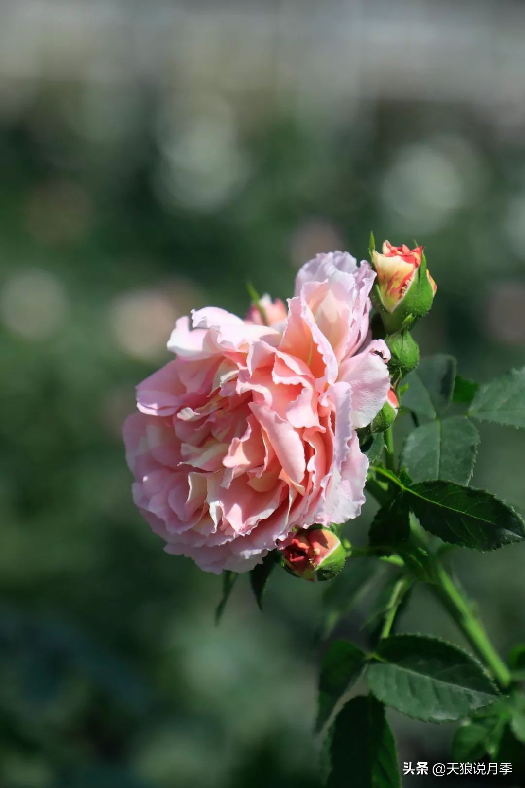 都说“最美人间四月天”，应该就是月季开花的模样吧！