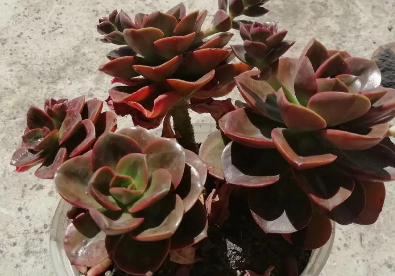 多肉养出状态来有多美？这102种多肉控养上色之后美呆了