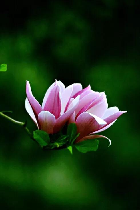 望春玉兰～早春先叶开放，花色素雅，美丽壮观