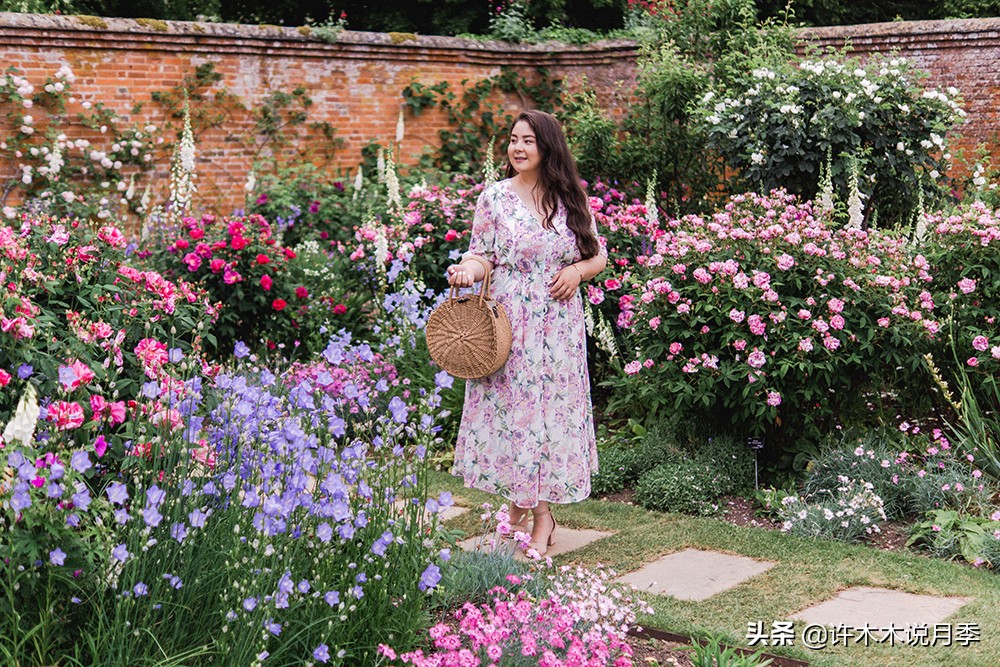 月季为什么黄叶带斑,月季浇水过多黄叶如何挽救