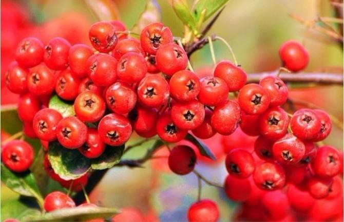 农村的野果子有哪些,农村的野果子真好吃