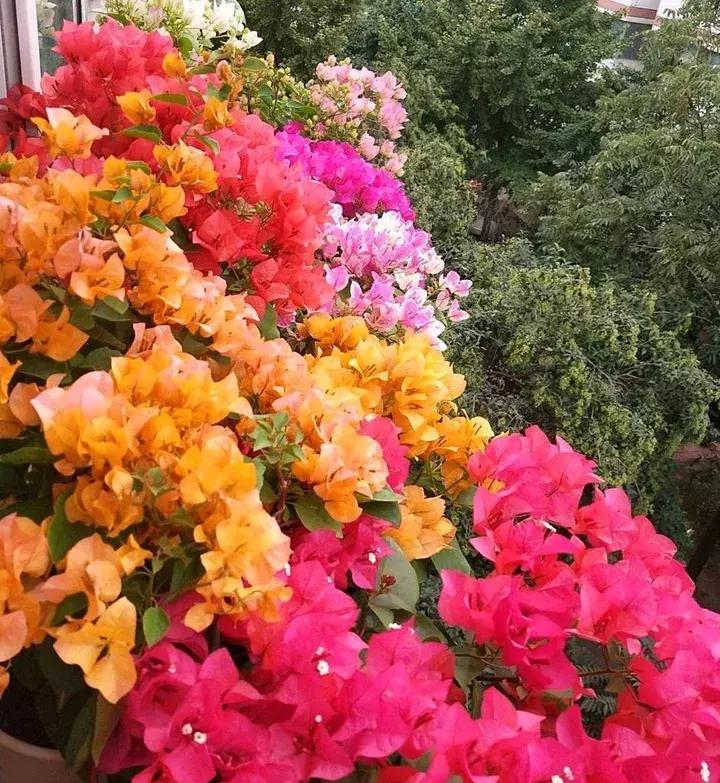 这10种花不怕晒,这3种花不能懒着养