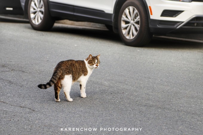 加拿大小众旅游目的地,加拿大纽芬兰自驾旅游