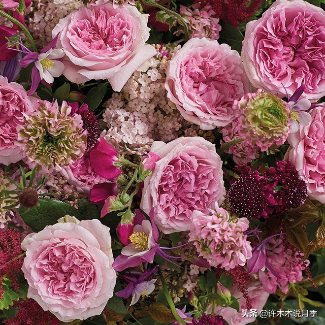 推荐一下多头月季花,100种月季品种大全