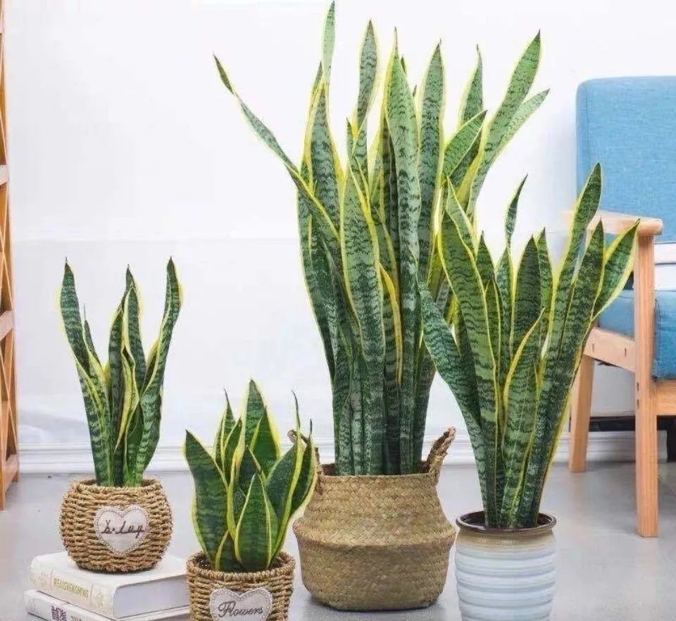 装饰高级感家里绿植推荐,室内装饰花卉及盆景植物