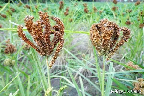 农村常见五种草,农村常见的3种植物