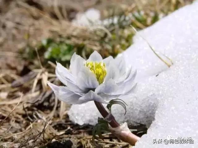 山上的雪莲花,山上雪莲的照片