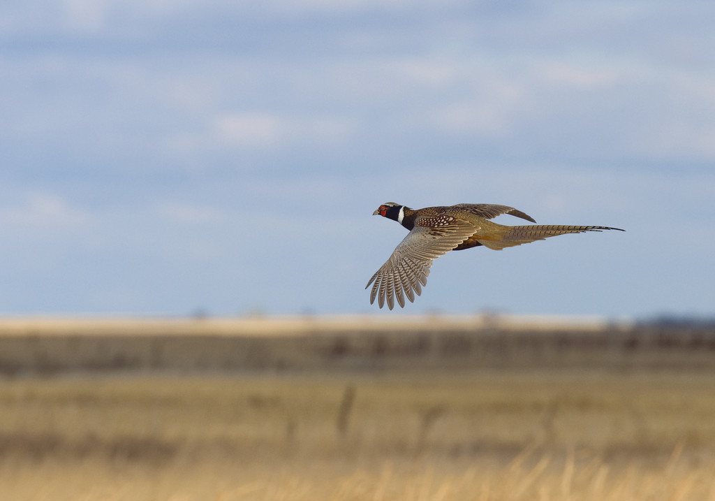 养殖山鸡应该注意什么,野鸡为什么不能飞