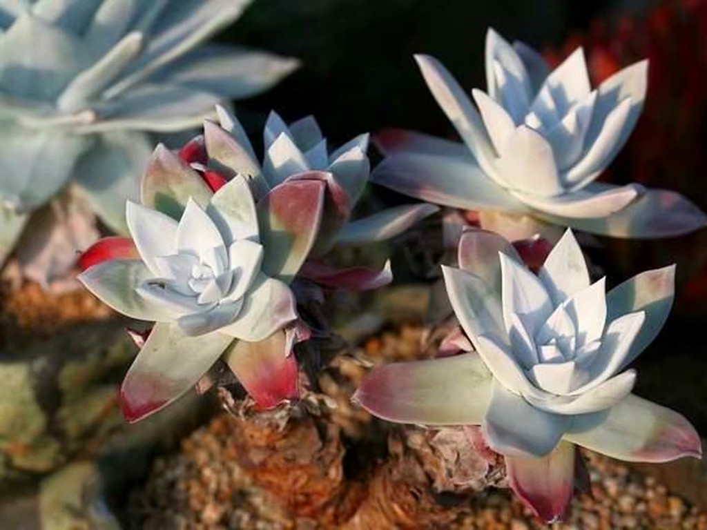 花市买多肉好还是网购多肉好？优缺点都摆在这里，看你喜欢哪种