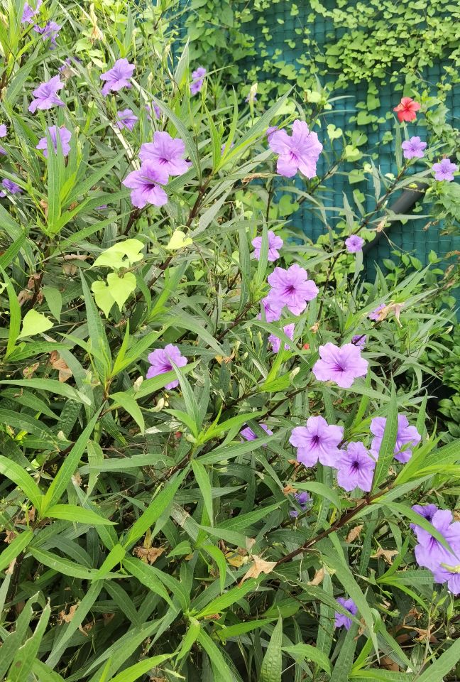 广州好玩的亲子农场,亲子农场广州