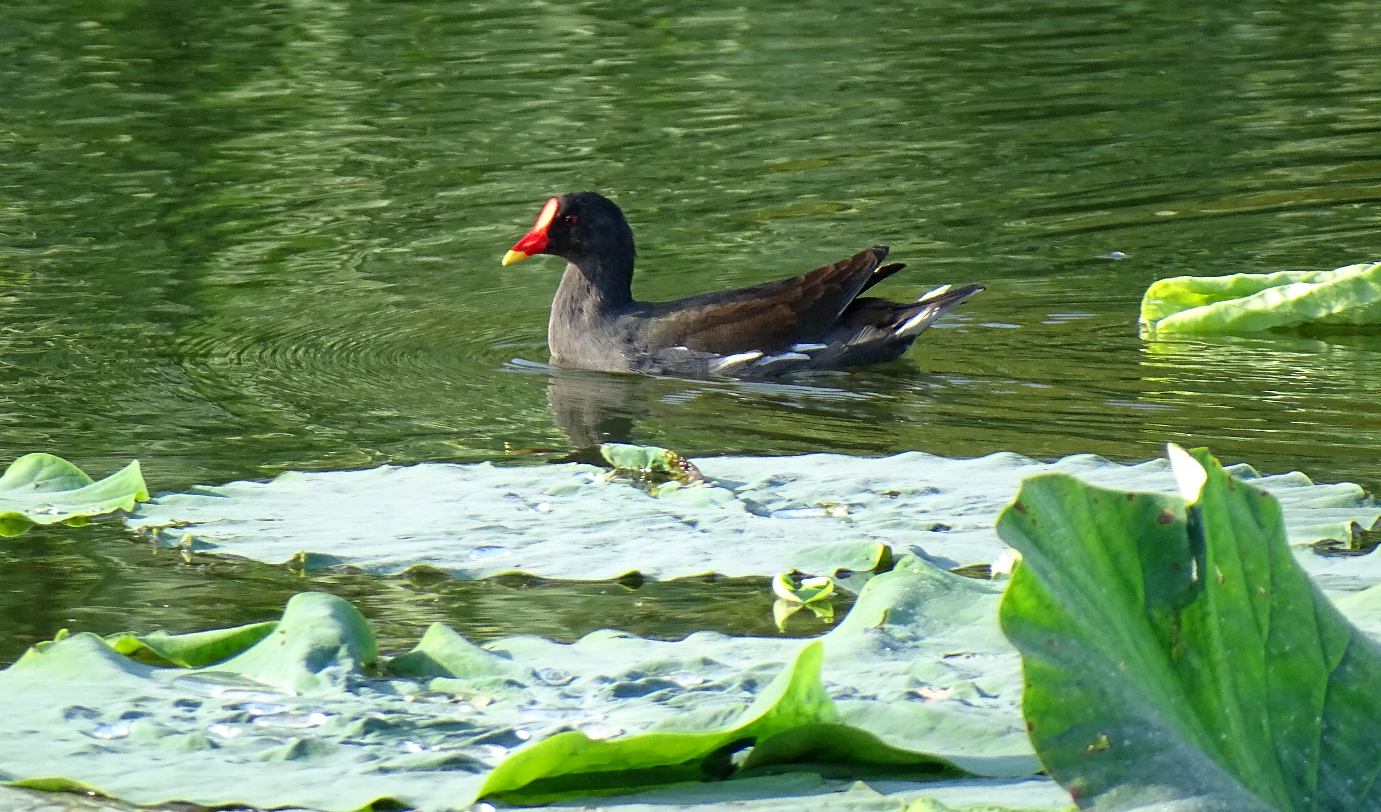 索尼dsc-hx400拍飞机效果,索尼dsc-hx400照片调色
