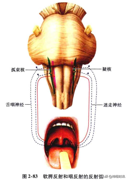 脑干解剖,脑干神经解剖