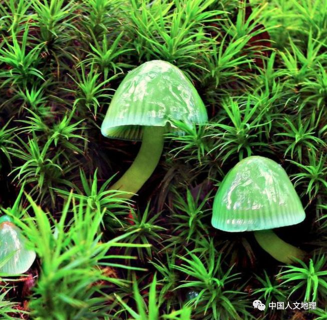 摄影彩色蘑菇,摄影师拍摄迷你蘑菇