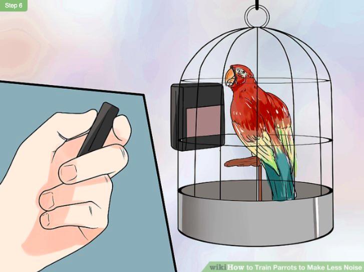 鹦鹉控食训练一般多长时间,怎么训练鹦鹉不随便拉便便