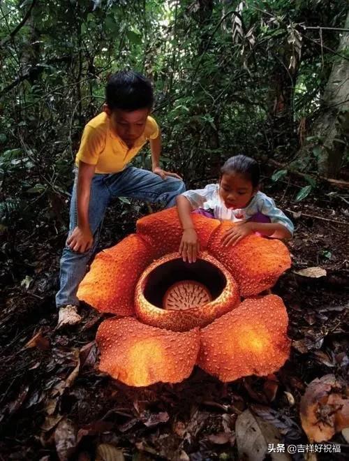 送给群友的美图,最新群相册大全