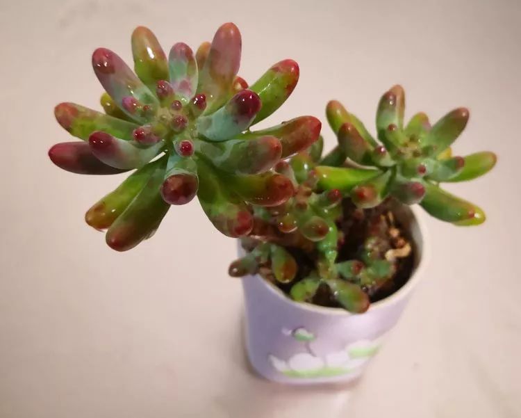 最美的20种多肉,15种最美的多肉