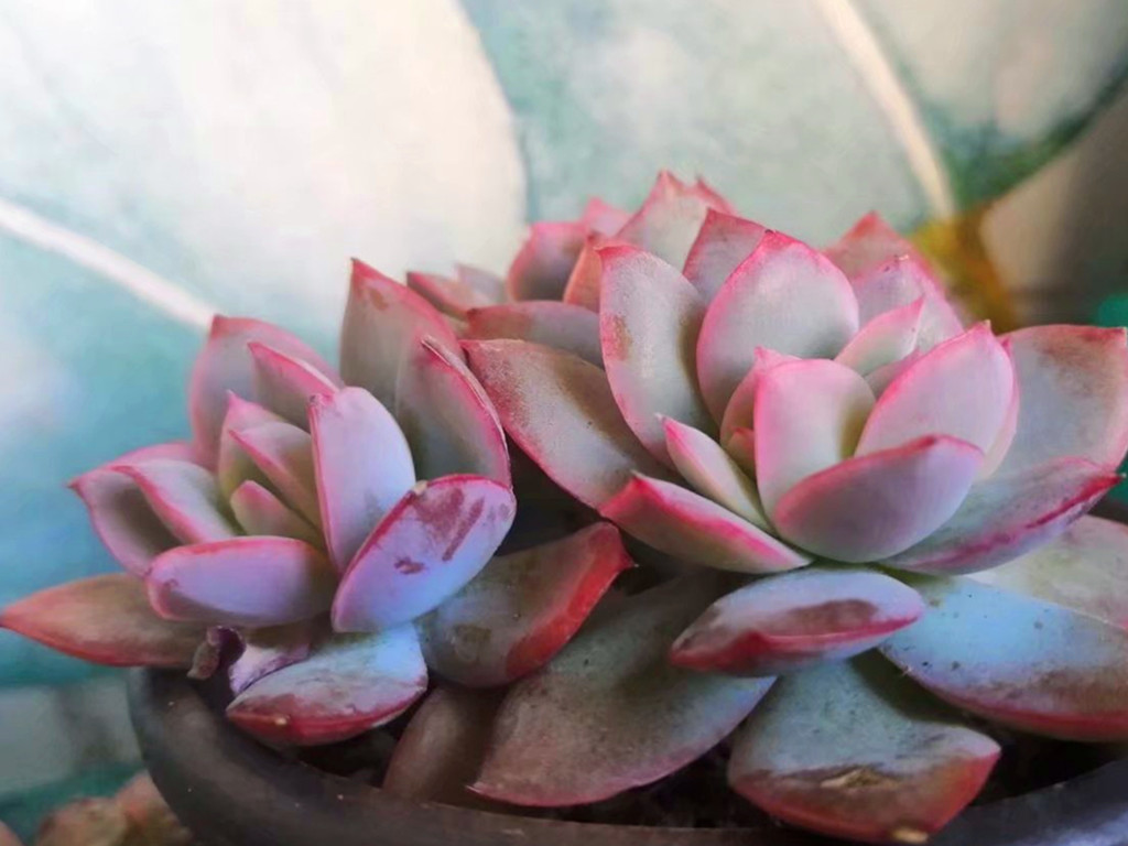 多肉水浇多了怎么办呢,多肉水浇多了怎么补救