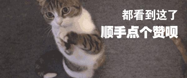 洗猫妙招,洗猫绝招