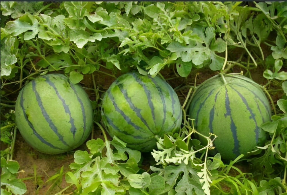 西瓜种植技术与管理技术,西瓜种植技术与管理