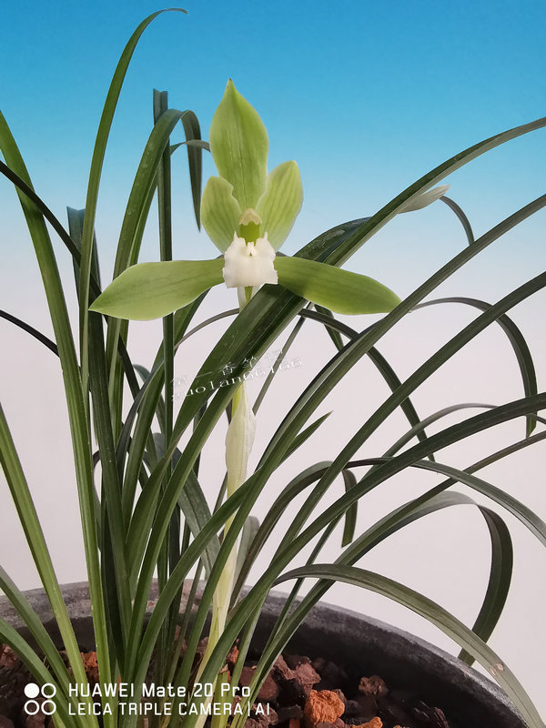 兰花交易形态分析,兰花交易28亿