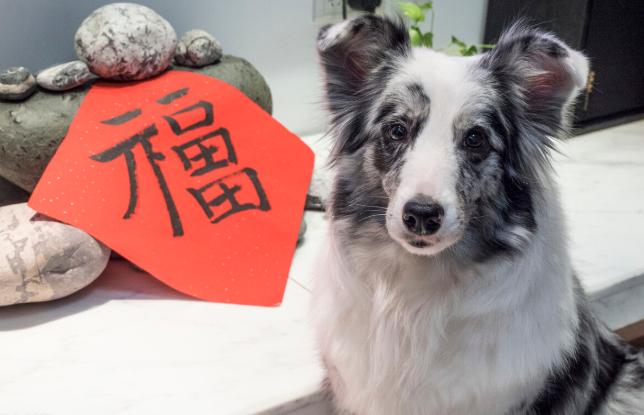 狗界智商第一的狗是什么狗,边牧会不会聪明得令人讨厌