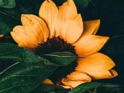 向日葵栽培技术ppt,向日葵种植技术是什么