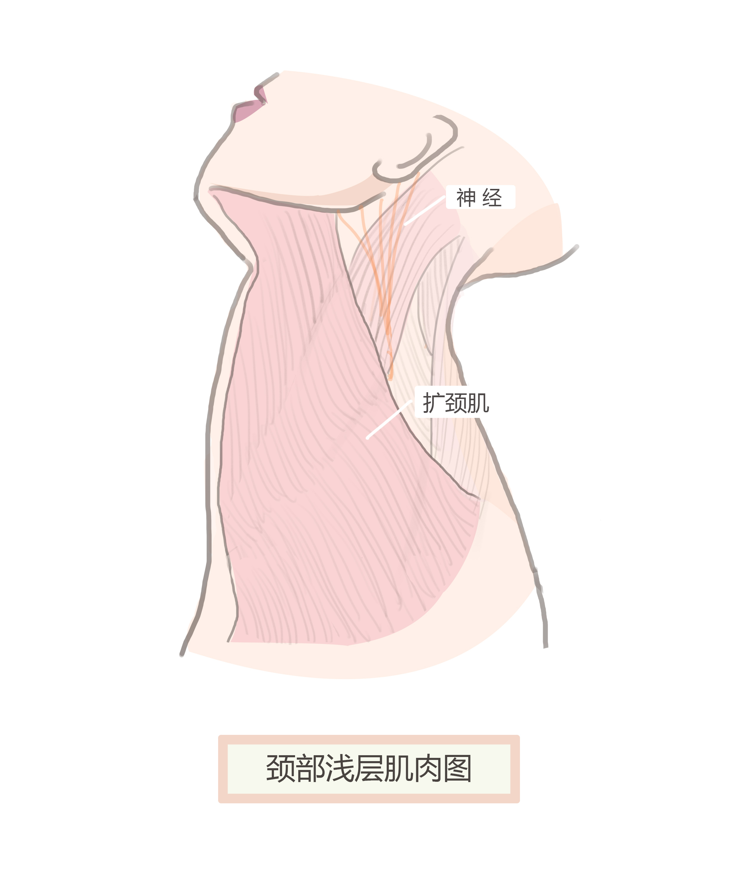 带你深入了解颈部层次肌肉及结构,颈纹你真的了解么