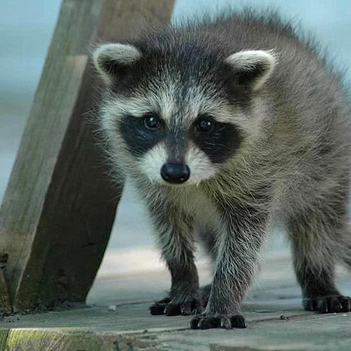 浣熊性格,浣熊性格爱好特点