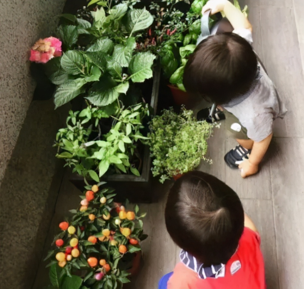 億禾林蒙氏托班|给植物浇水让孩子爱上喝水