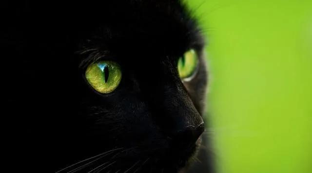 猫咪眼睛的神奇之处,猫咪黄眼睛和琥珀眼睛的区别