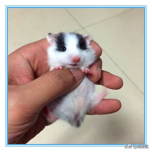 仓鼠怀孕后的注意事项,仓鼠生育注意什么事项图片