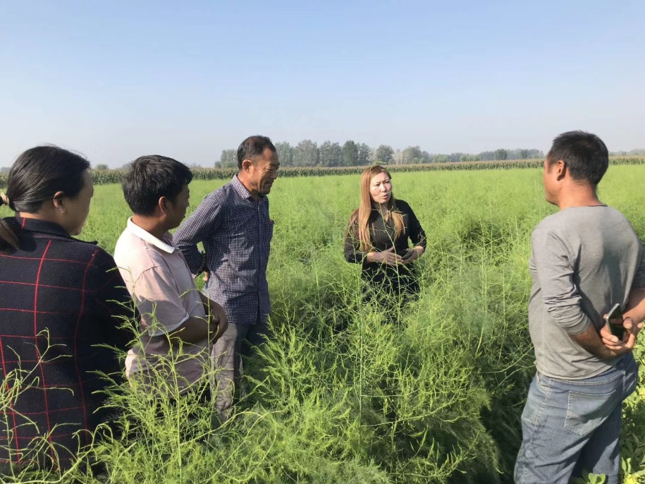 亩产万元，情暖百姓！——看鹤壁最美芦笋姐刘海燕如何带村民致富